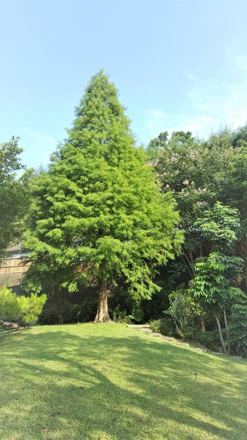 Ferienwohnung Around The Tree Manor Shitan Zimmer foto